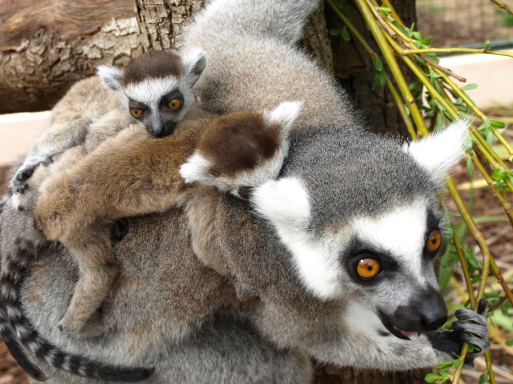Jardin Zoologique Tropical - La Londe Les Maures